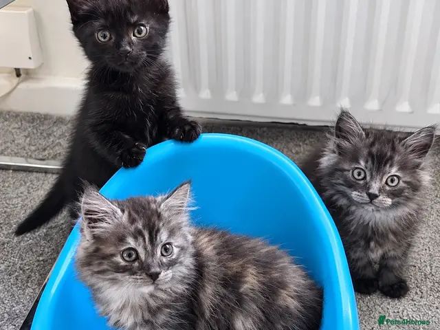 British Longhair cats for sale: Gorgeous Fluffy Smoke Kittens | Ready Monday 🐾 - Advert 1