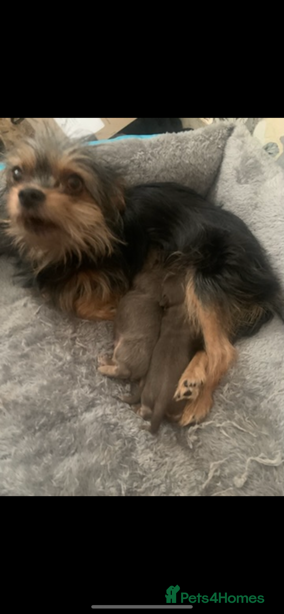 Chorkie dogs for sale: One male puppy left - Advert 3
