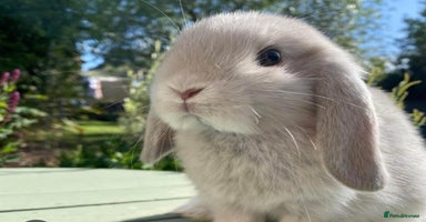 Mini Lop rabbits - Advert 2
