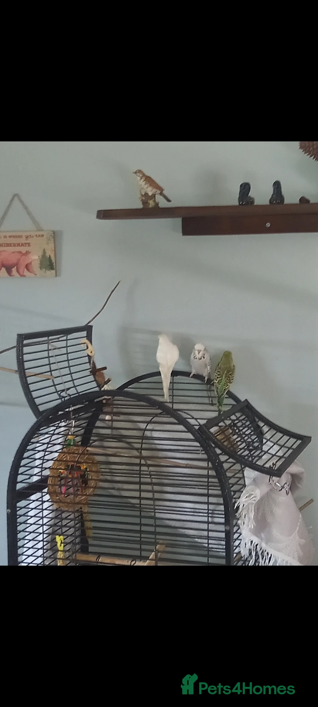Budgerigars birds for sale: 3 young budgies 1 male 2 female + cage - Advert 2