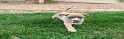 Whippet dogs for sale: Whippet Girl in Colchester - Advert 7