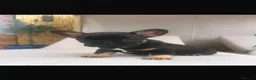 French Bulldog dogs for sale: French bulldog - Advert 5