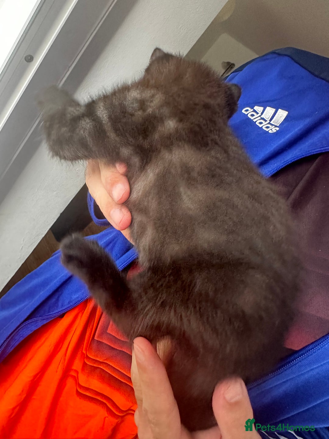 Egyptian Mau cats for sale: TICA SILK SMOKE PANTHER ED. EGYPTIAN MAU X BENGAL - Image 5