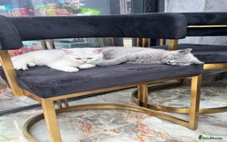 British Shorthair cats for sale: British shorthair kitten champion bloodline - Image 1