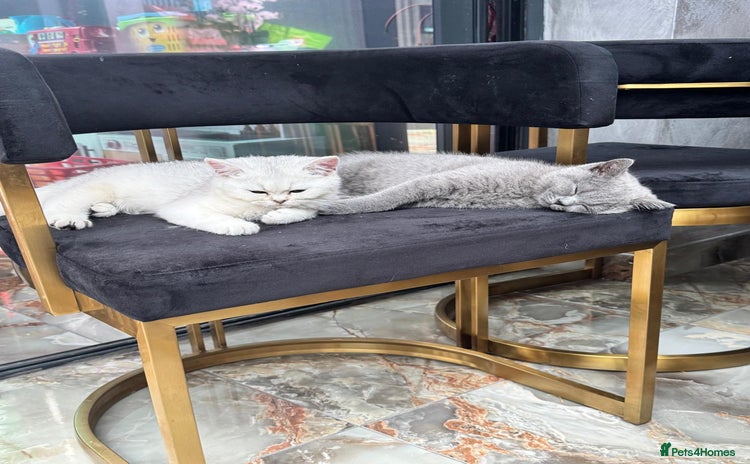British Shorthair cats - Advert 10