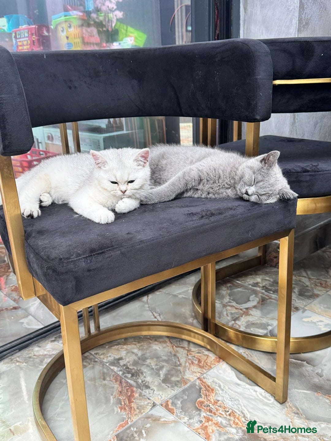 British Shorthair cats for sale: British shorthair kitten champion bloodline - Image 1