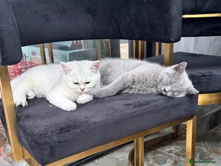 British Shorthair cats - Advert 19