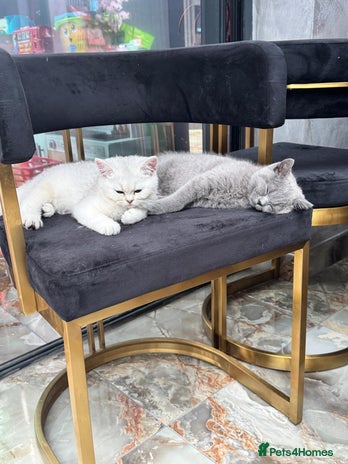 British Shorthair cats - Advert 10