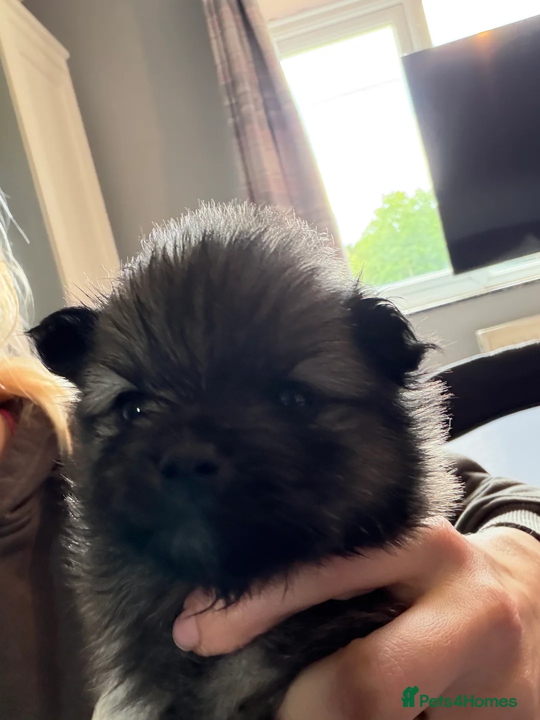 Pomchi dogs for sale: Teddy bear Pomchi puppies  - Advert 2