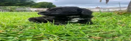 Schnoodle dogs for sale: 🐾 Adorable Schnoodle Puppies 🐾 - Advert 32