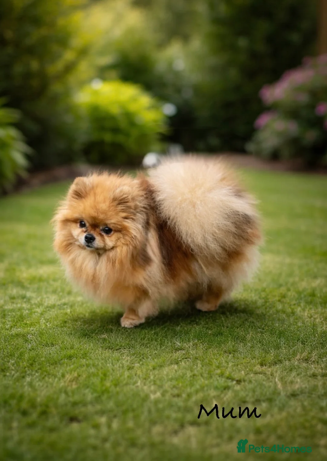 Pomeranian dogs for sale: Top Quality 🐻 Teddy Faced  - Advert 12