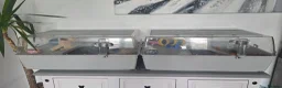 Hamster rodents for sale: 2 Syrian Hamster Including Cages And Accessories  - Advert 5
