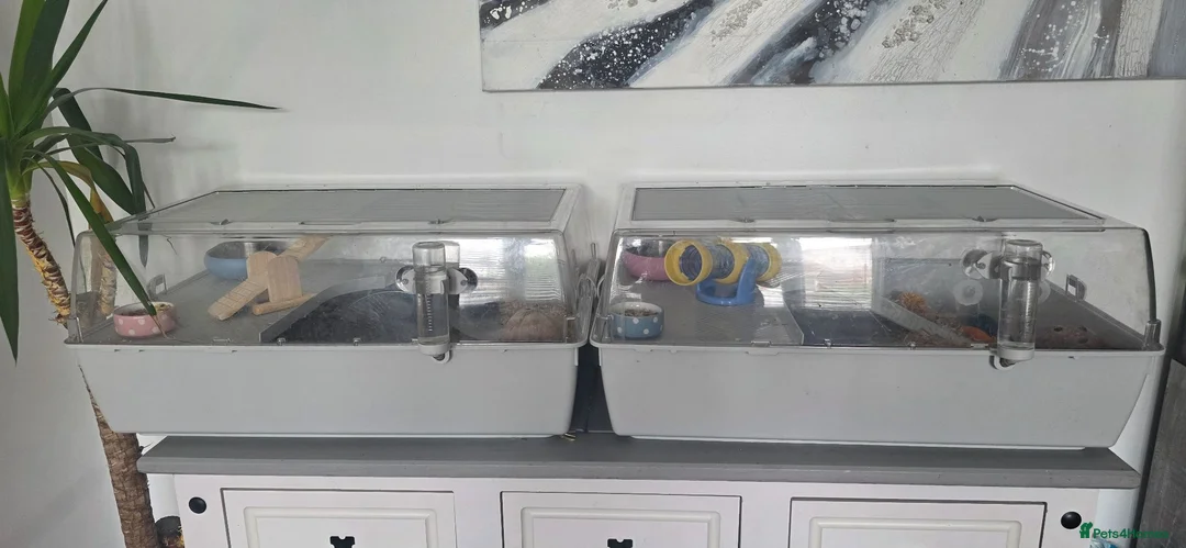 Hamster rodents for sale: 2 Syrian Hamster Including Cages And Accessories  - Advert 5