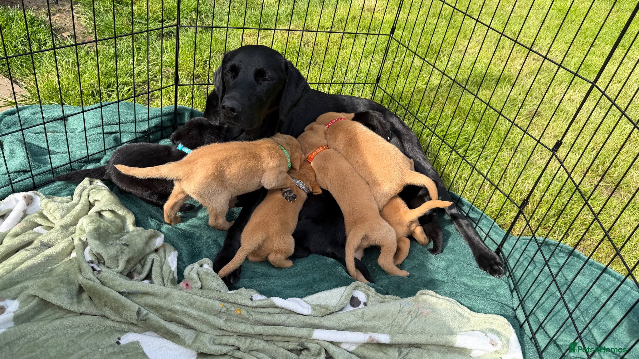 Labrador Retriever dogs for sale: Fox Red Working Labrador Puppies - Advert 11