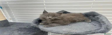 Maine Coon 1