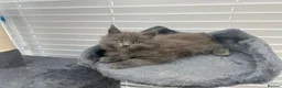 Maine Coon cats for sale:  Gorgeous Maine Coon Kittens for Sale  in London - Advert 2