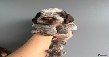 Italian Spinone dogs - Advert 3