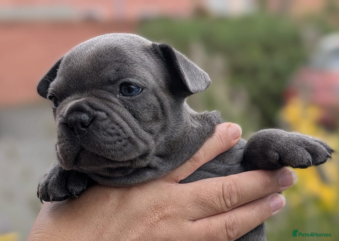 French Bulldog dogs for sale: Stunning French bulldog puppies 🐕 - Image 15