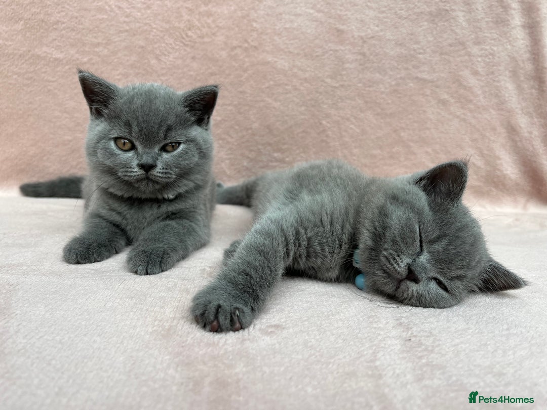 British Shorthair cats for sale: London: GCCF Pedigree British Blue Shorthair Girls - Image 4