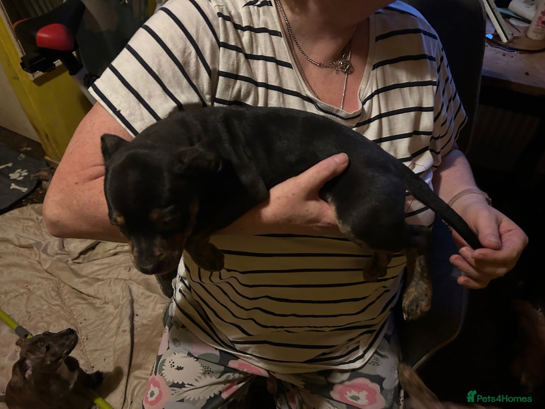 Mixed Breed dogs for sale: Last two beautiful Puppies for Rehoming  - Advert 5