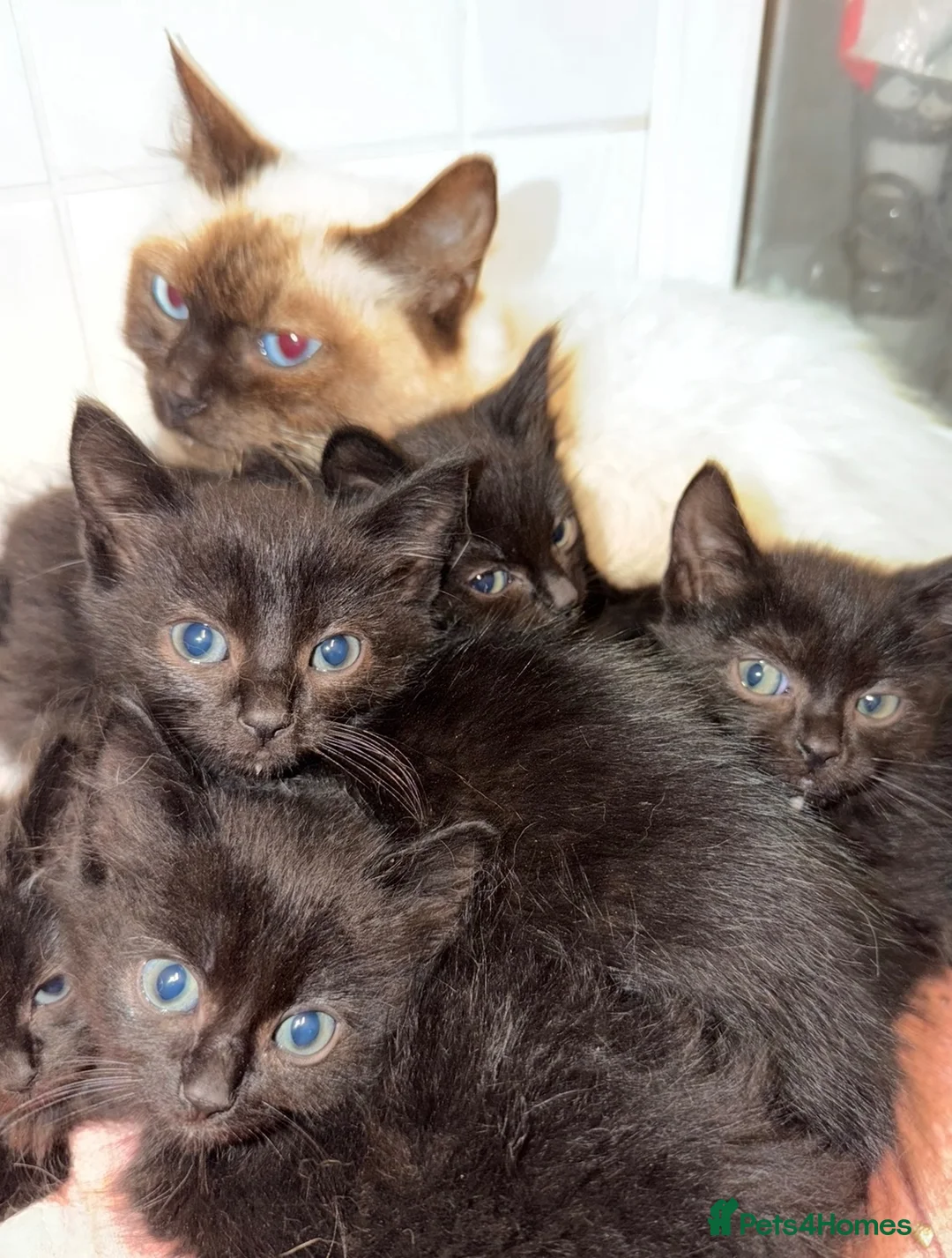 Ragdoll cats for sale: Ragdoll kittens for sale  - Advert 1