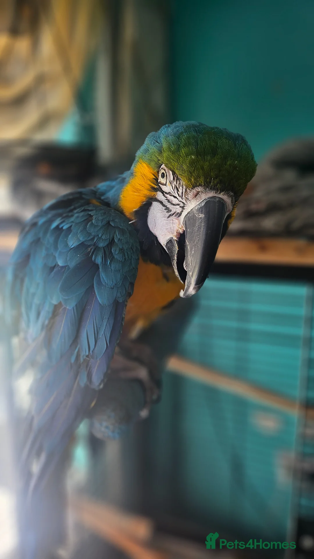 Macaws birds for sale: Charly-Girl  - Advert 2
