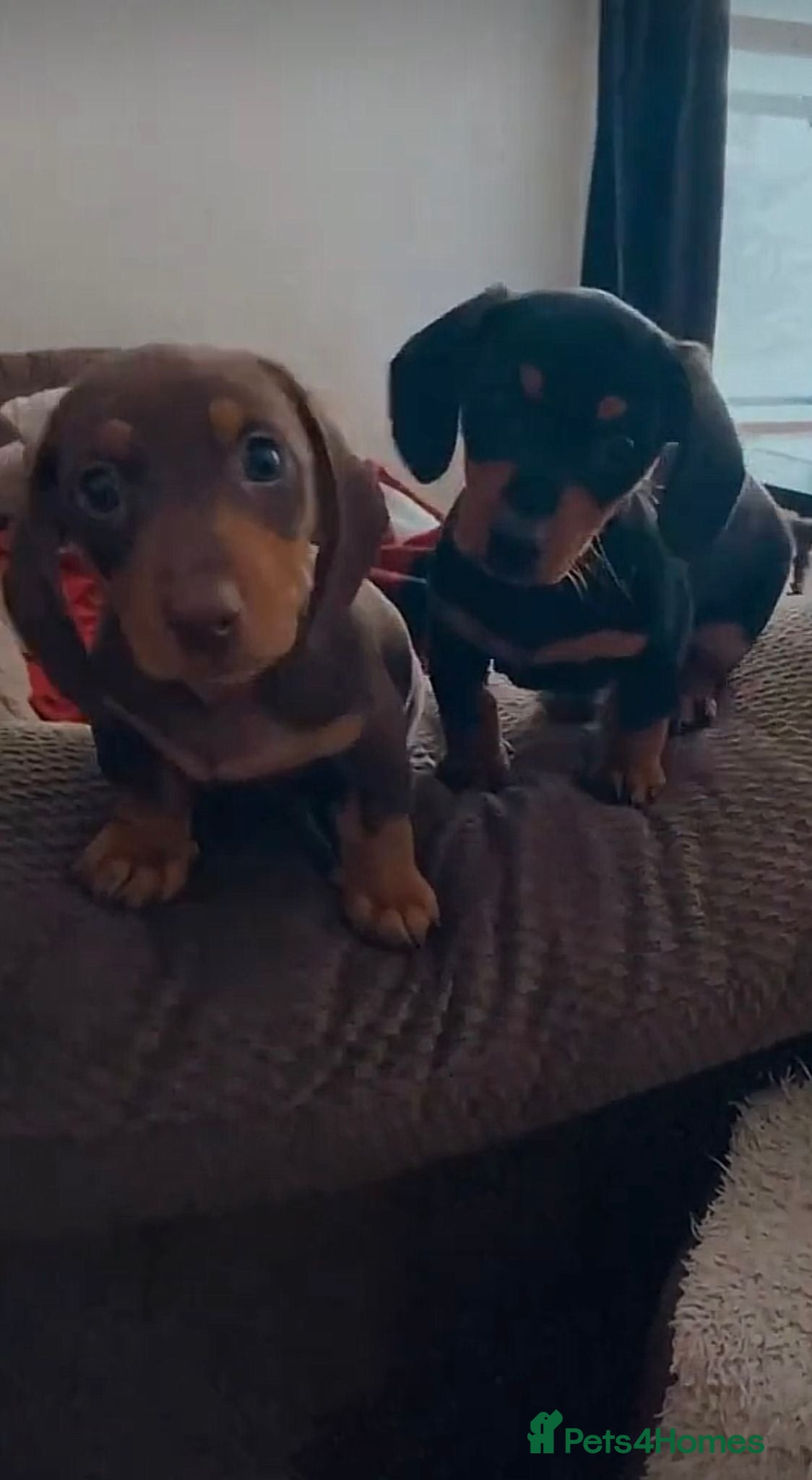 Miniature Dachshund dogs Miniature dachshund puppies - Advert 1