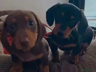 Miniature Dachshund dogs Miniature dachshund puppies - Advert 1