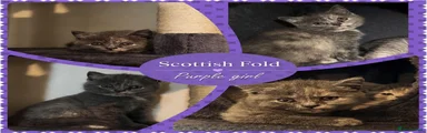 Scottish Fold 4
