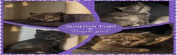 Scottish Fold cats for sale: TICA Vaccinated&Ready  toLeave SCOTTISH FOLD  - Advert 5