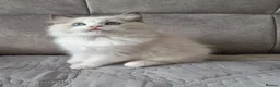 Ragdoll cats for sale: TICA registered ragdoll kittens  - Advert 13