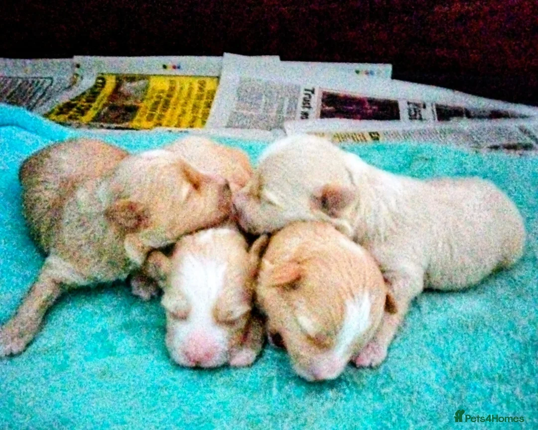 Maltipoo dogs for sale: Stunning F1 Maltpoo's 200+ Health Tests - Advert 6