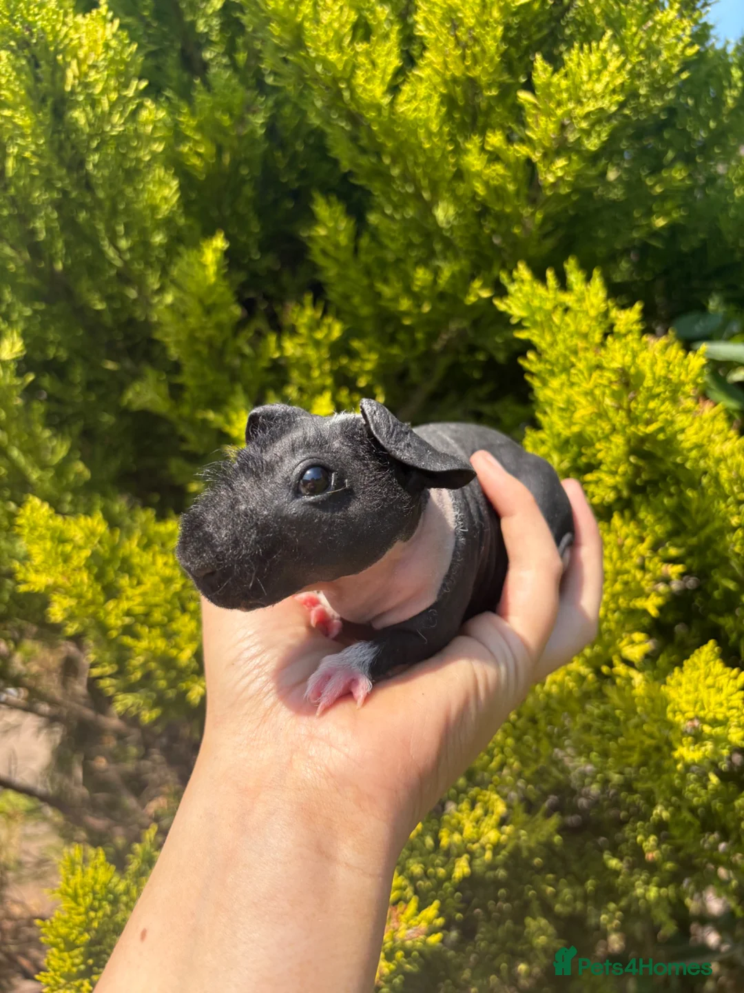 Guinea Pig rodents for sale: 8 skinny pigs for sale 🩵boys  - Advert 8