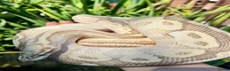 Python Snake reptiles for sale: Ball Pythons looking for new home  - Advert 12