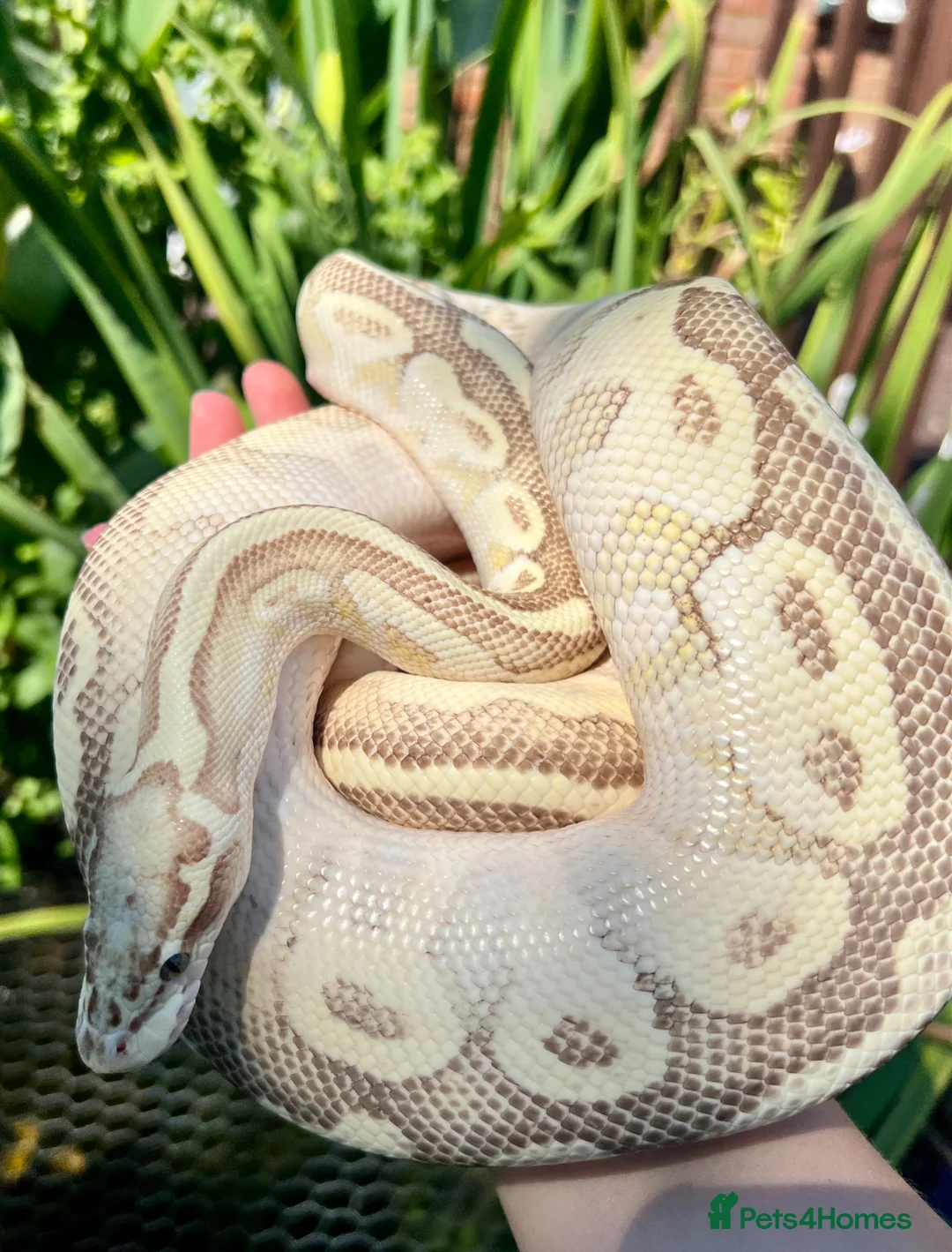 Python Snake reptiles for sale: Ball Pythons looking for new home  - Advert 2