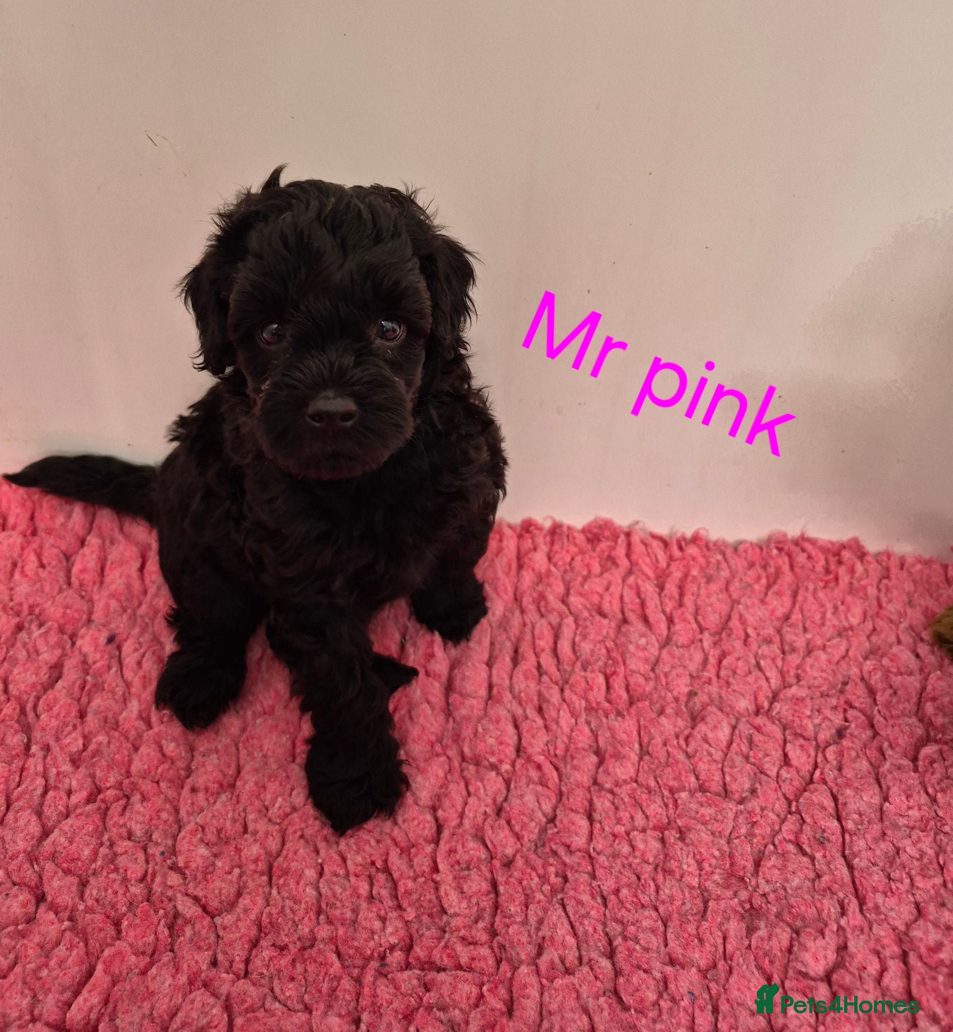 Cavapoo dogs Complete Dna HEALTH Tested parents cavapoo puppies - Advert 1