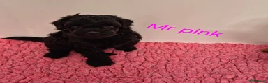 Cavapoo 1