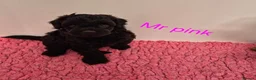 Cavapoo dogs for sale: Complete Dna HEALTH Tested parents cavapoo puppies - Advert 1