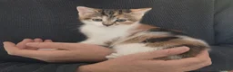 Mixed Breed cats for sale: GORGEOUS CALICO SISTERS! - Advert 17