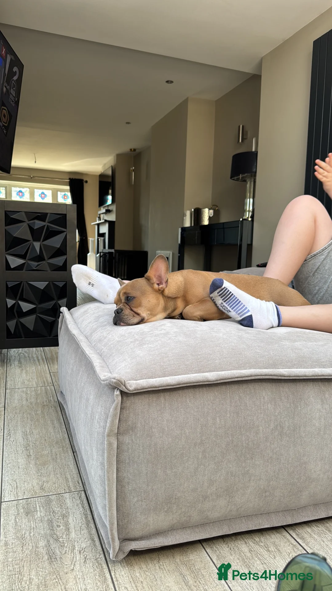 French Bulldog dogs for sale: Rehome in Northampton - Advert 2