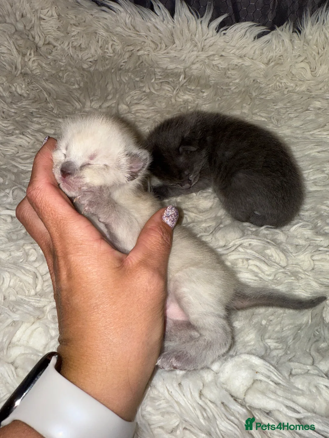 Mixed Breed cats for sale: Kittens  - Advert 2