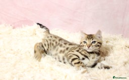 Bengal cats for sale: 🔥Stunning Bengal Kittens Available🔥 - Image 10