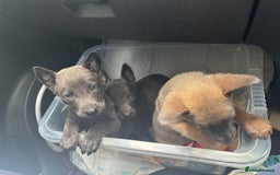Belgian Shepherd Dog dogs for sale: Blue dutch herder puppy - Image 6