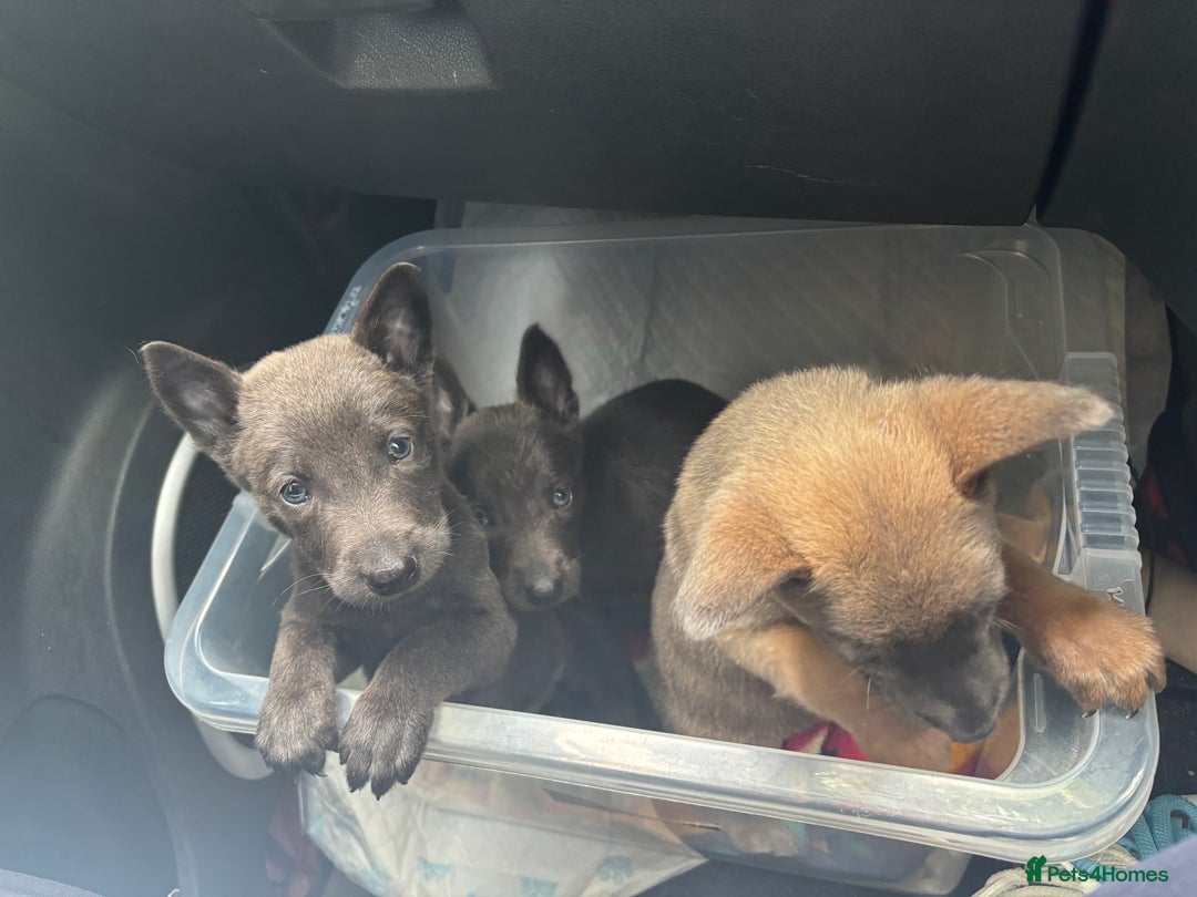 Belgian Shepherd Dog dogs for sale: Blue dutch herder puppy - Image 6
