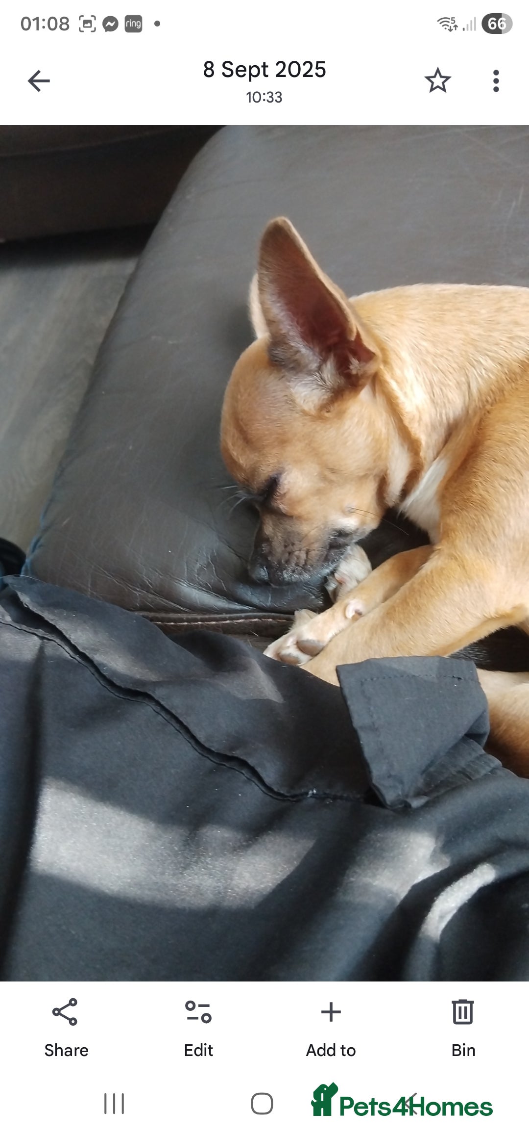 Chihuahua dogs for sale: 2 year old female dear head chihuahua  - Advert 2