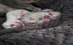 British Shorthair cats for sale: Beautiful British Shorthair girls – Ready Now! - Image 5