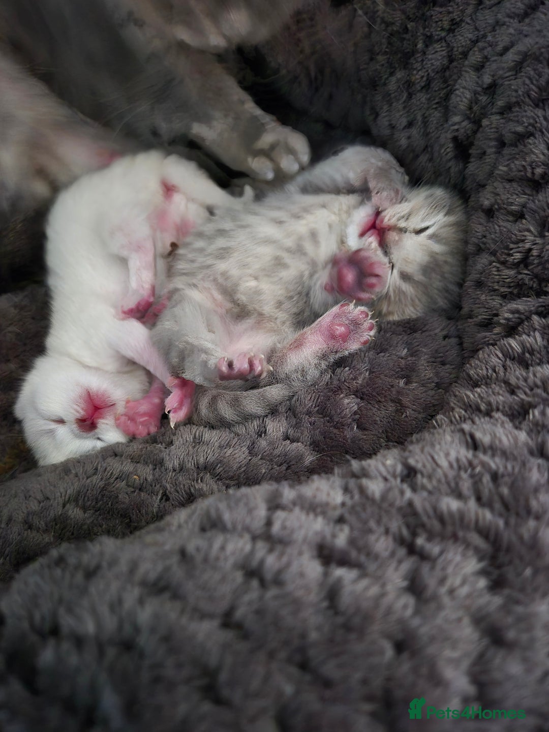 British Shorthair cats for sale: Beautiful British Shorthair girls – Ready Now! - Image 5