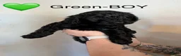 Cockapoo dogs for sale: Beautiful Cockapoo puppies  - Advert 9