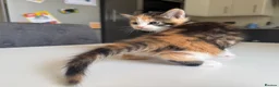 Maine Coon cats for sale: TORTOISESHELL MAINE COON X KITTENS - Advert 8