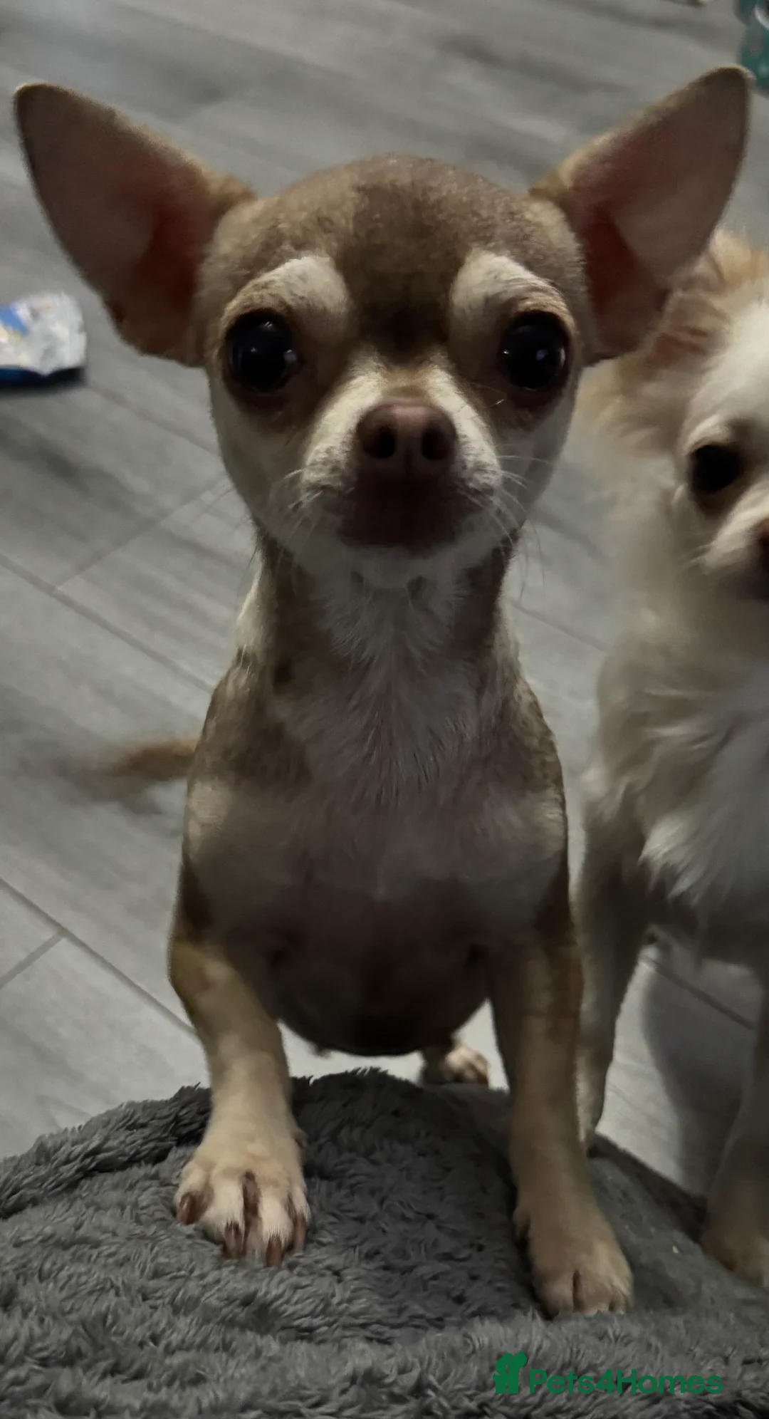 Chihuahua dogs for sale: Kc spayed female chihuahua.  - Advert 2